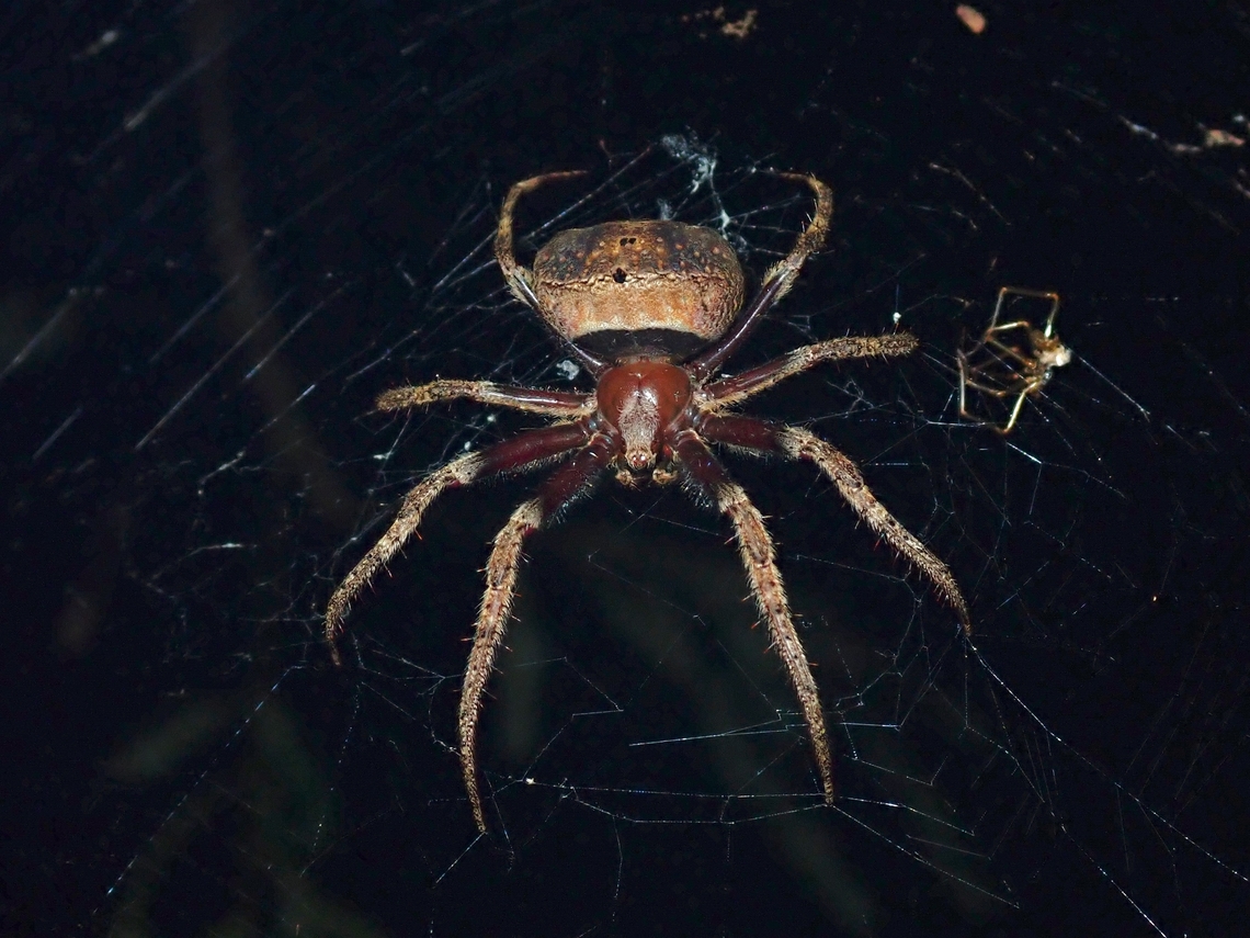 Orbweaver Spider - Poltys stygius  Malaysia,Orbweaver Spider,Penang,Poltys stygius,Spider