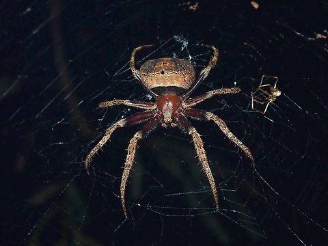 Orbweaver Spider - Poltys stygius  Malaysia,Orbweaver Spider,Penang,Poltys stygius,Spider