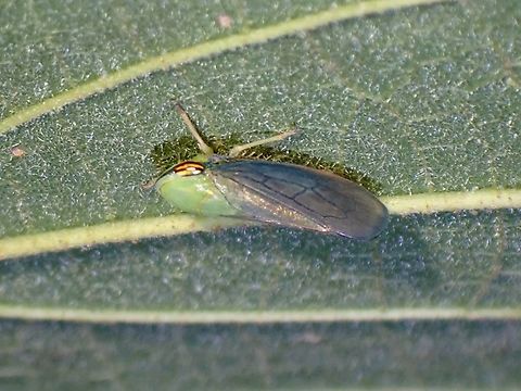 Tartessus ferrugineus  Tartessus ferrugineus