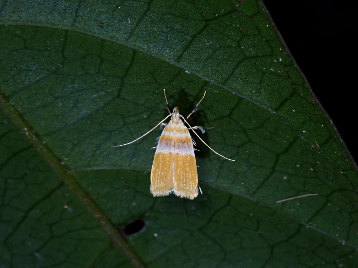 Moth - Torodora leucochlora  Malaysia,Moth,Penang,Torodora leucochlora