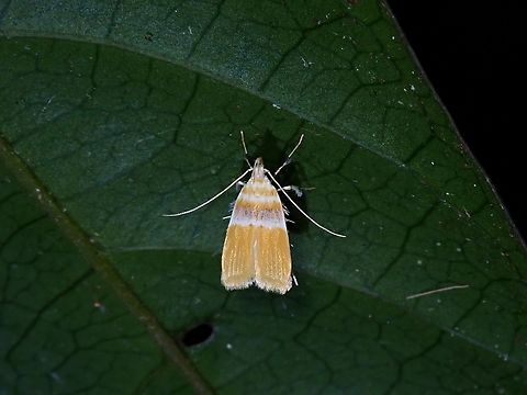 Moth - Torodora leucochlora  Malaysia,Moth,Penang,Torodora leucochlora