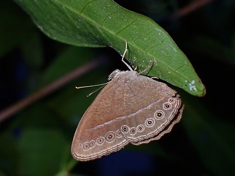 Common Bushbrown - Mycalesis janardana  Butterfly,Common Bushbrown,Malaysia,Mycalesis janardana,Penang