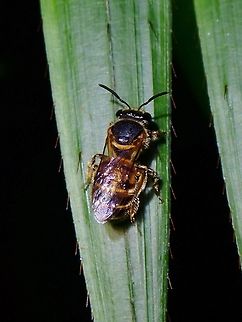 Sweat Bees - Nomia penangensis  Bees,Malaysia,Nomia penangensis,Penang,Penang Forest-Nomia,Sweat Bees
