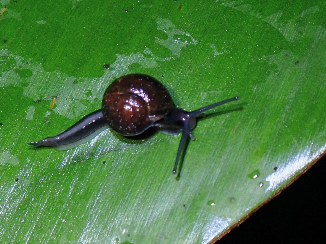 Snail - Helicarion permolle  Helicarion permolle,Malaysia,Penang,Snail