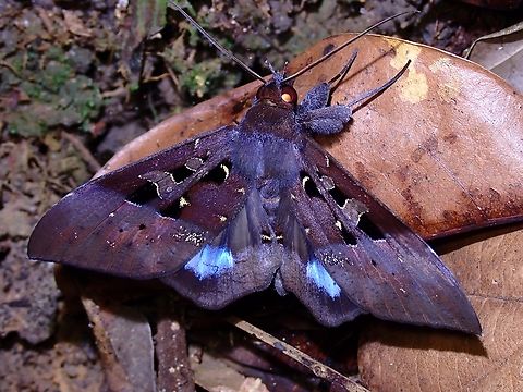 Moth - Ischyja marapok  Ischyja marapok,Malaysia,Moth,Penang
