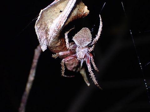 Pointillist Neoscona - Neoscona punctigera  Malaysia,Neoscona punctigera,Orbweaver Spider,Penang,Pointillist Neoscona,Spider