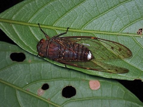 Translucent Cicada - Purana nebulilinea  Cicada,Malaysia,Penang,Purana nebulilinea,Translucent Cicada