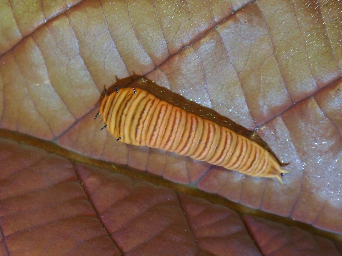 Caterpillar of Five Bar Swordtail Sub-species Graphium antiphates itamputi Butterfly,Five Bar Swordtail,Graphium antiphates itamputi,Malaysia,Penang,Swordtail Butterfly