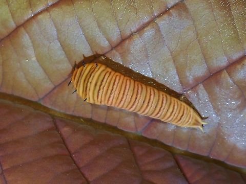 Caterpillar of Five Bar Swordtail Sub-species Graphium antiphates itamputi Butterfly,Five Bar Swordtail,Graphium antiphates itamputi,Malaysia,Penang,Swordtail Butterfly