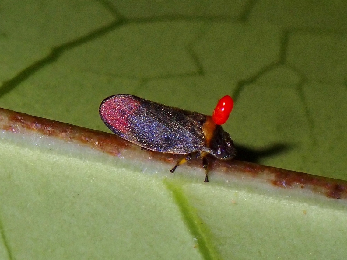 Red Horn? Froghopper with a parasite on it&#039;s head. Eoscarta roseinervis,Froghopper,Hopper,Malaysia,Penang