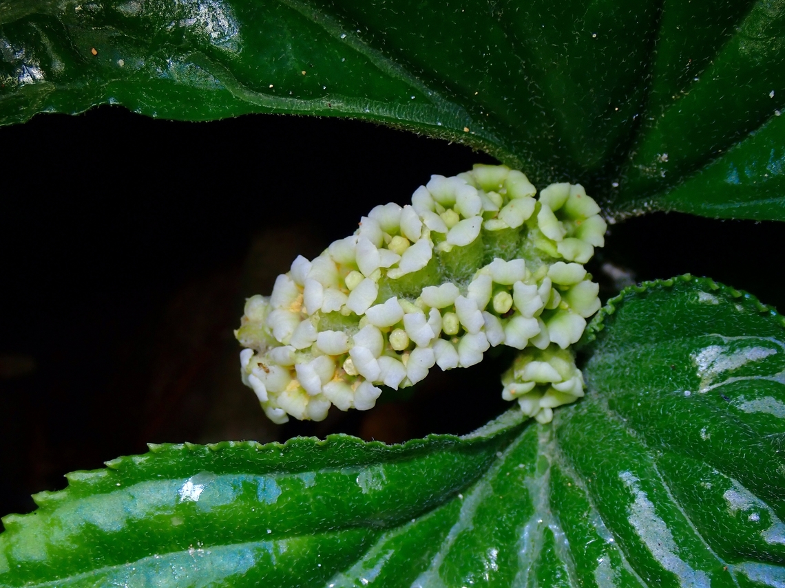 Flowers - Pentaphragma begoniaefolium  Flowers,Malaysia,Penang,Pentaphragma begoniaefolium