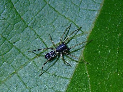 Black Corinnomma - Corinnomma severum  Black Corinnomma,Corinnomma severum,Malaysia,Penang,Spider