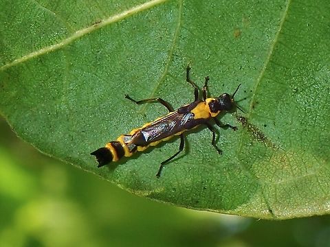 Shortwing Soldierbeetle - Ichthyurus sp.  Ichthyurus,Ichthyurus sp,Malaysia,Penang,Shortwing Soldierbeetle,Soldierbeetle
