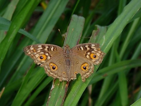 Lemon Pansy - Junonia lemonias  Butterfly,Junonia lemonias,Lemon Pansy,Malaysia,Penang