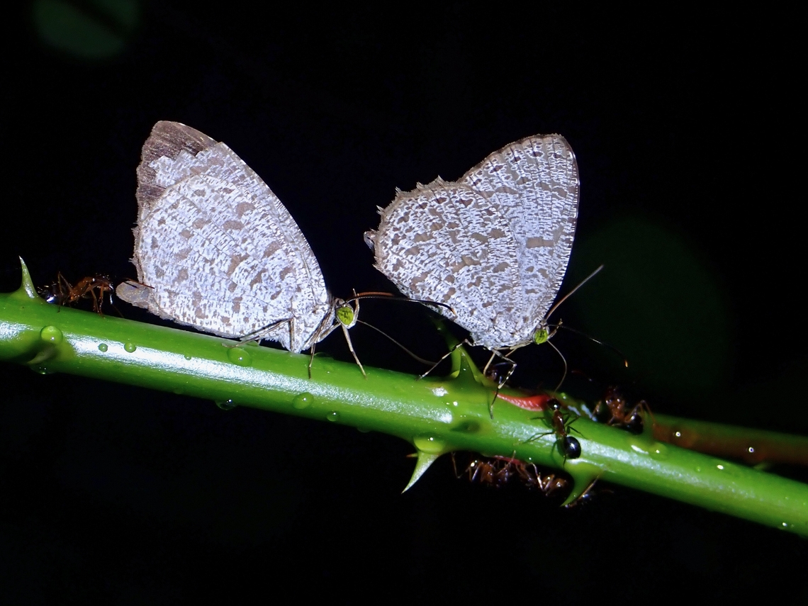 Lesser Darkie - Allotinus unicolor Usually see this Butterfly getting attended to by ants. Allotinus unicolor,Butterfly,Lesser Darkie,Malaysia,Penang