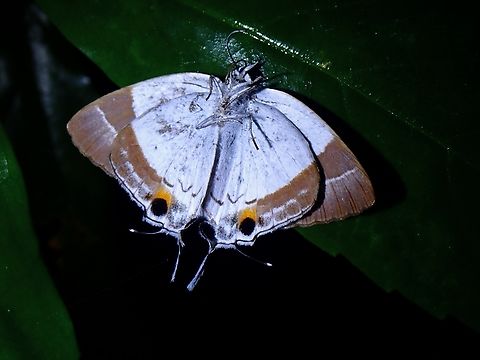 Dead! Found dead, but mostly still intact. Banded Royal,Butterfly,Malaysia,Penang,Rachana jalindra