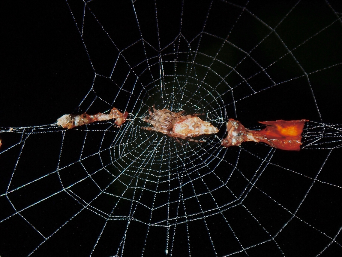 Common Garbage-LIne Web Spider - Cyclosa insulana  Common Garbage-Line Web Spider,Cyclosa insulana,Malaysia,Penang,Spider