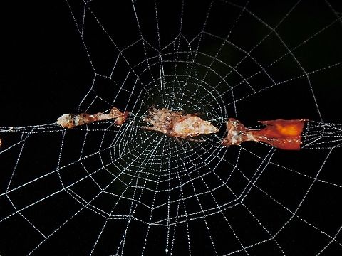Common Garbage-LIne Web Spider - Cyclosa insulana  Common Garbage-Line Web Spider,Cyclosa insulana,Malaysia,Penang,Spider