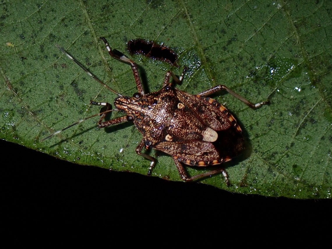 Stink Bug - Dalpada oculata  Dalpada oculata,Malaysia,Penang,Stink Bug
