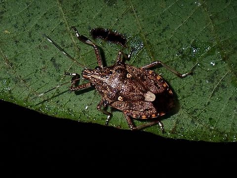 Stink Bug - Dalpada oculata  Dalpada oculata,Malaysia,Penang,Stink Bug