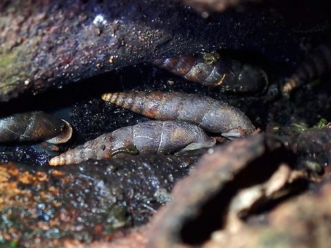Door Snails - Oospira penangensis  Door Snail,Malaysia,Oospira penangensis,Penang,Snail
