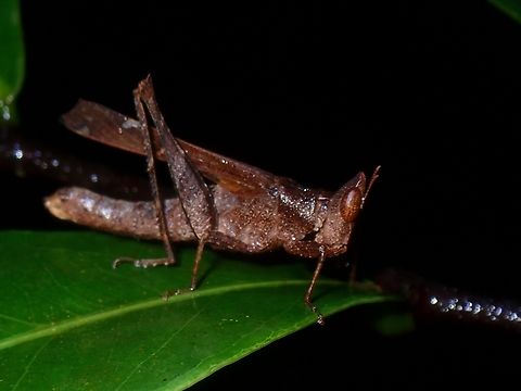 Grasshopper - Erianthus guttatus  Erianthus guttatus,Grasshopper,Malaysia,Penang