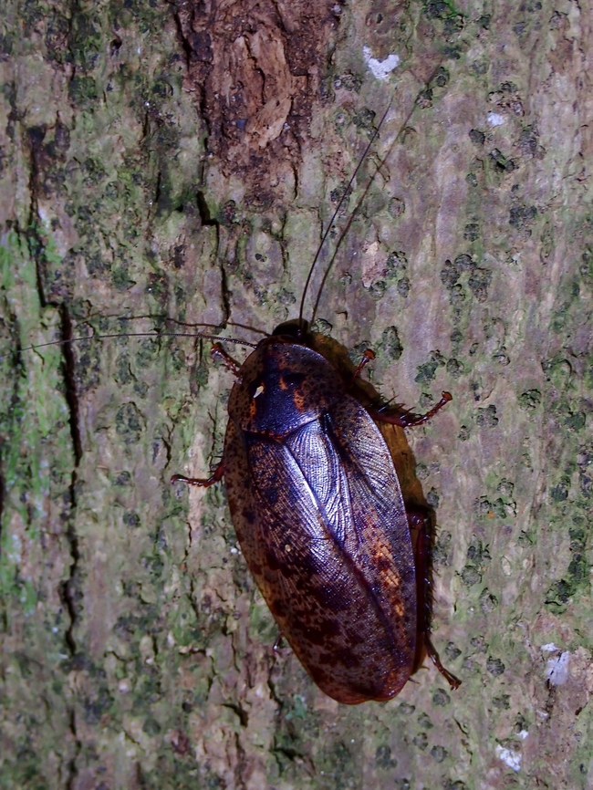 Giant Cockroach - Morphna maculata  Cockroach,Giant Cockroach,Malaysia,Morphna maculata,Penang