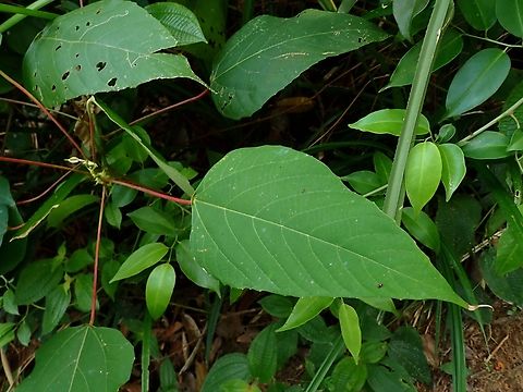Plant - Macaranga heynei  Macaranga heynei,Malaysia,Penang,Plant