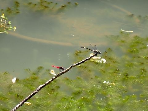 Dragonfly - Orthetrum chrysis  Brown-Backed Red Marsh Hawk,Dragonfly,Malaysia,Orthetrum chrysis,Penang,Spine-tufted Skimmer