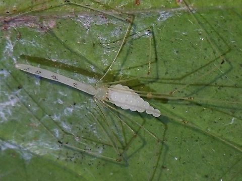 Caring Mother! Cellar Spider - Leptopholcus borneensis, brooding her eggs, looks like the eggs are as heavy as she is! Cellar Spider,Leptopholcus borneensis,Malaysia,Penang,Spider