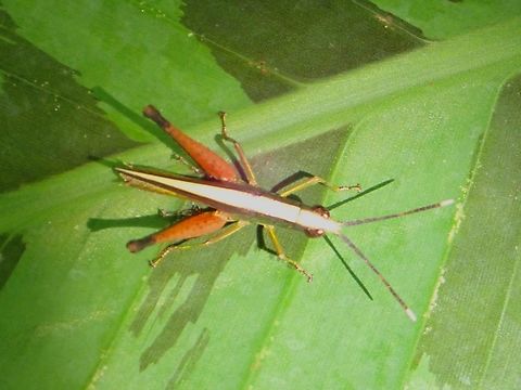 Grasshopper - Phlaeoba antennata  Grasshopper,Malaysia,Penang,Phlaeoba Antennata