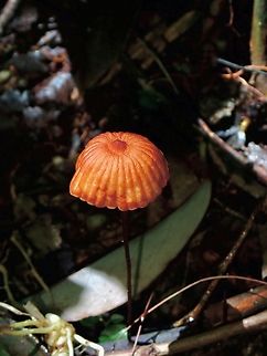 Fungi - Marasmius armeniacus  Fungi,Malaysia,Marasmius armeniacus,Penang