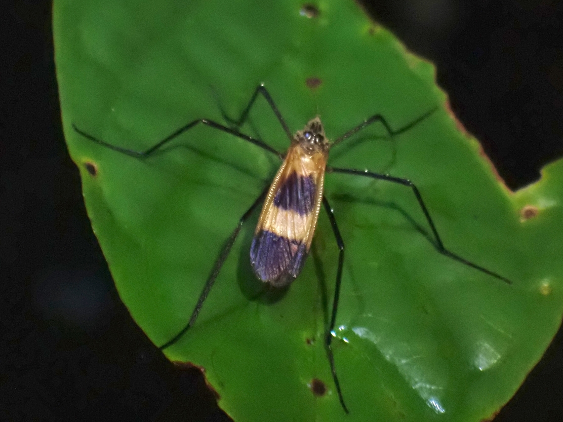 Crane Fly - Hexatoma constricta  Crane Fly,Hexatoma constricta,Malaysia,Penang