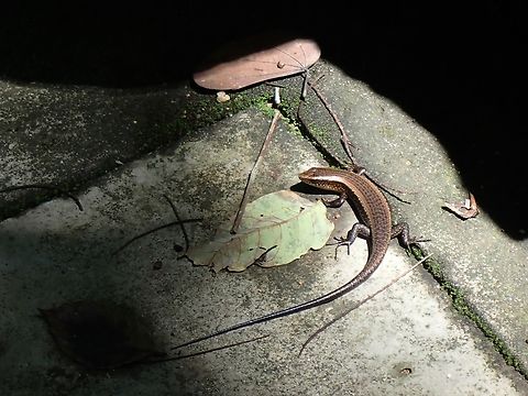 Common Sun Skink - Eutropis multifasciata  Common Sun Skink,Eutropis multifasciata,Malaysia,Penang,Skink