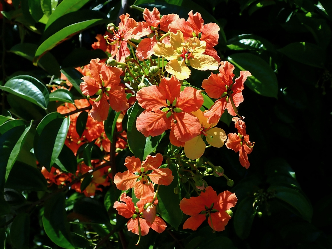 Flowers - Phanera kockiana  Flowers,Malaysia,Penang,Phanera kockiana