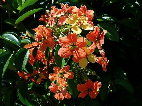 Flowers - Phanera kockiana  Flowers,Malaysia,Penang,Phanera kockiana