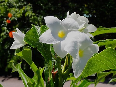 Hammerleaf Frangipani - Plumeria pudica  Flowers,Hammerleaf Frangipani,Malaysia,Penang,Plumeria pudica