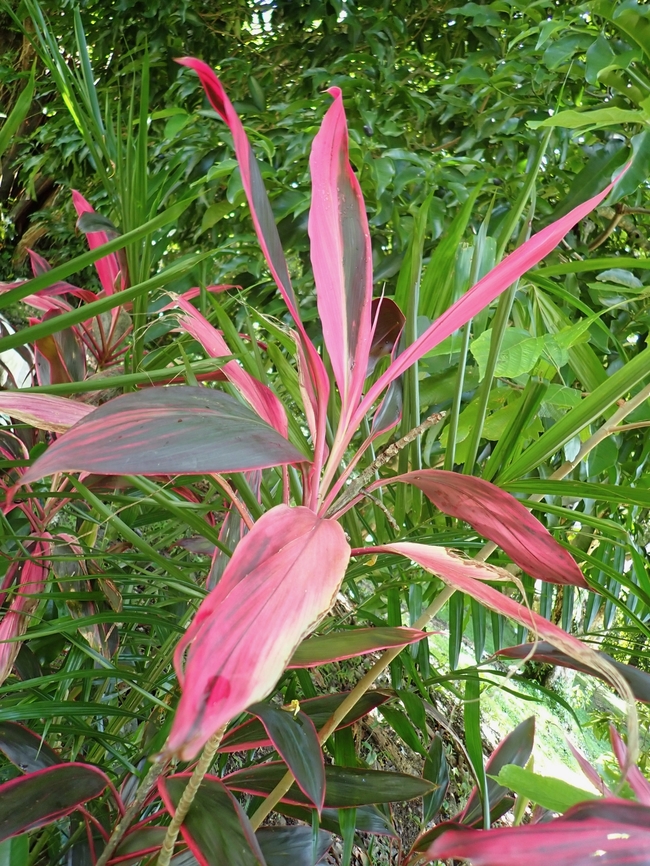 Ti - Cordyline fruticosa  Cordyline fruticosa,Malaysia,Penang