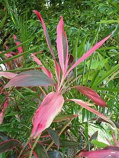 Ti - Cordyline fruticosa  Cordyline fruticosa,Malaysia,Penang