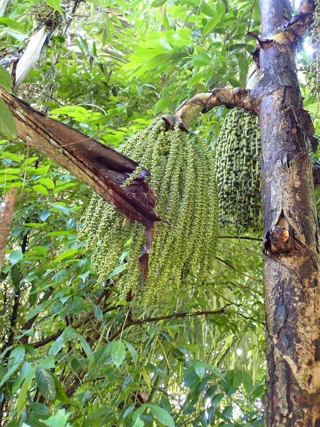 Fishtail Palm - Caryota mitis  Caryota mitis,Fishtail Palm,Malaysia,Palm,Penang