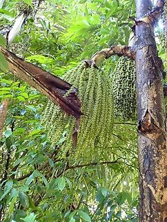 Fishtail Palm - Caryota mitis  Caryota mitis,Fishtail Palm,Malaysia,Palm,Penang
