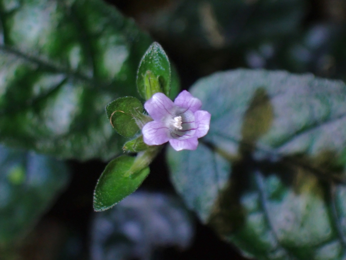 Red Flame - Strobilanthes reptans  Flowers,Malaysia,Penang,Red Flame,Strobilanthes reptans