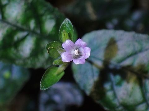 Red Flame - Strobilanthes reptans  Flowers,Malaysia,Penang,Red Flame,Strobilanthes reptans