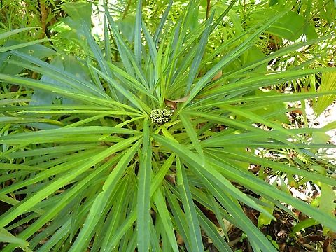 Osmoxylon lineare  Malaysia,Osmoxylon lineare,Penang,Plant