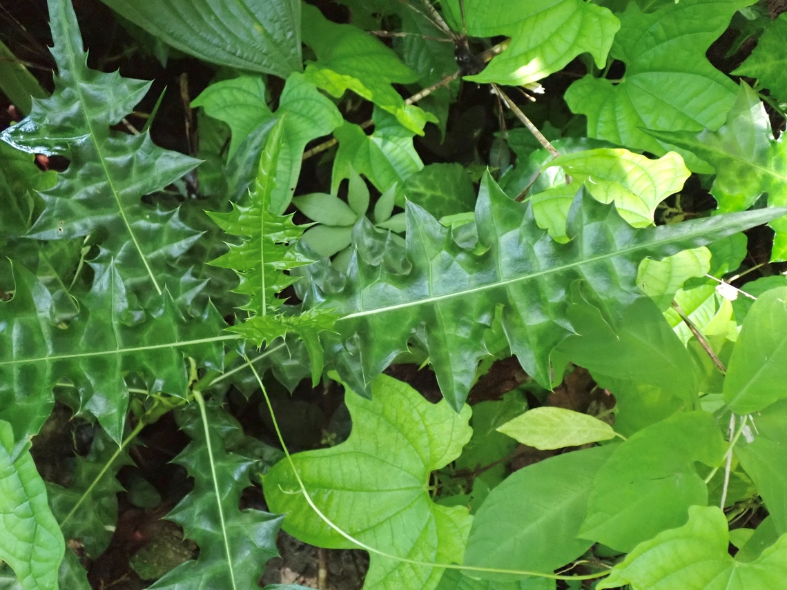 Holly Mangrove - Acanthus ilicifolius  Acanthus ilicifolius,Holly Mangrove,Malaysia,Penang,Plant
