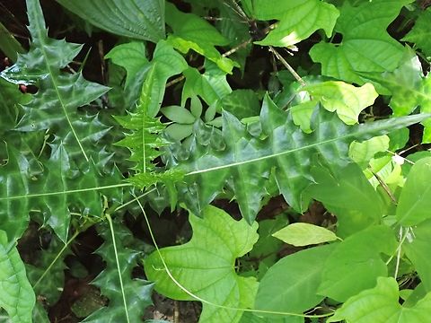 Holly Mangrove - Acanthus ilicifolius  Acanthus ilicifolius,Holly Mangrove,Malaysia,Penang,Plant