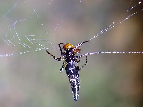 Long-Bellied Cyclosa Spider - Cyclosa bifida  Cyclosa bifida,Long- Bellied Cyclosa Spider,Malaysia,Penang,Spider