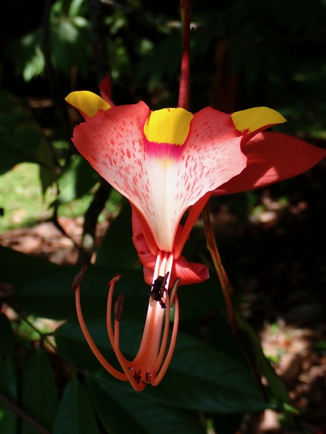 Flowers - Amherstia nobilis  Amherstia nobilis,Flowers,Malaysia,Penang,Pride of Burma