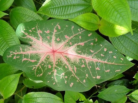 Heart of Jesus - Caladium bicolor  Caladium bicolor,Heart of Jesus,Malaysia,Penang,Plant