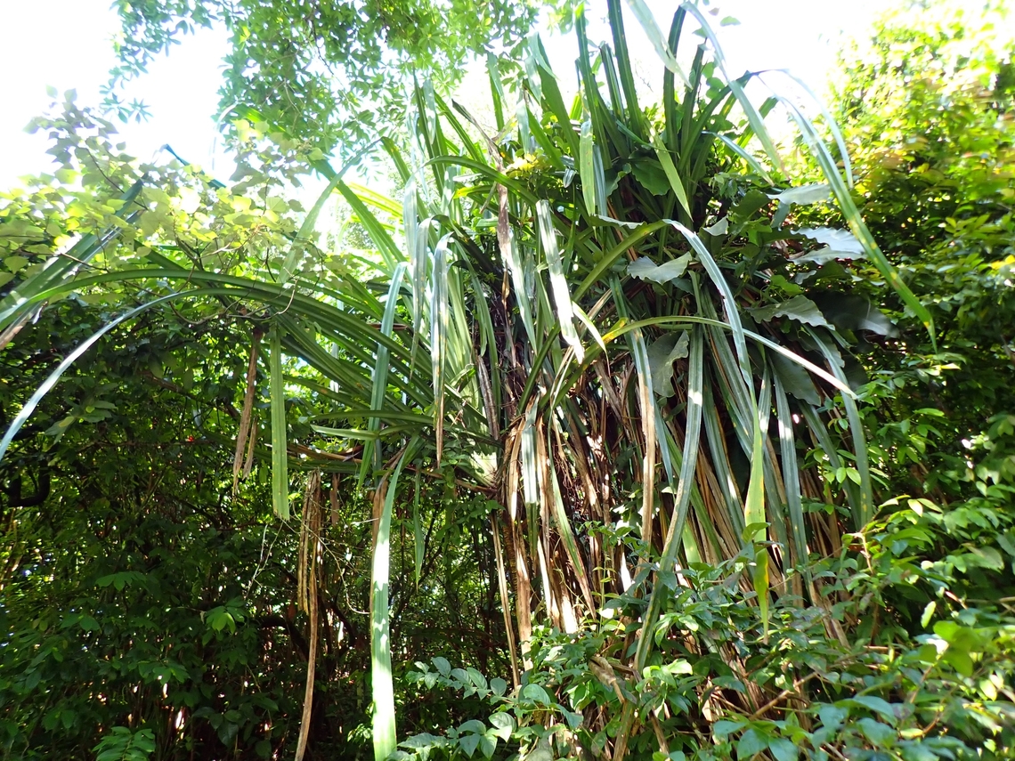 Thatch Screwpine - Pandanus tectorius  Malaysia,Pandanus tectorius,Penang,Thatch Screwpine